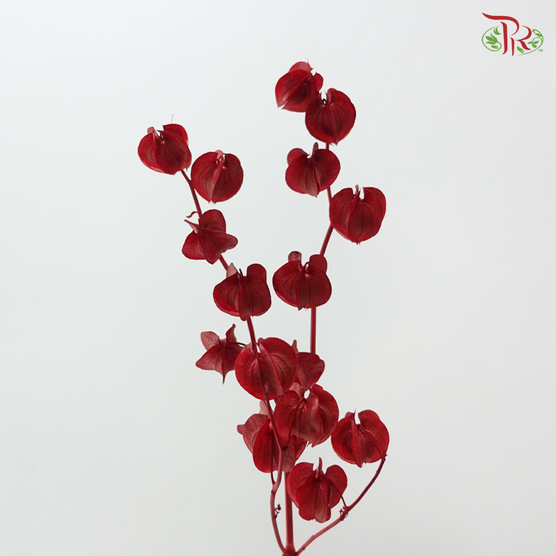 Dried Physalis - Dark Red (Per Bunch)