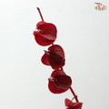 Dried Physalis - Dark Red (Per Bunch)