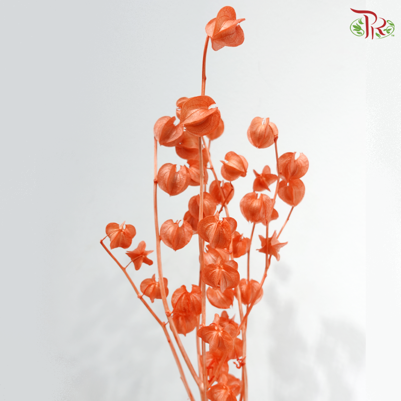 Dried Physalis - Orange (Per Bunch)
