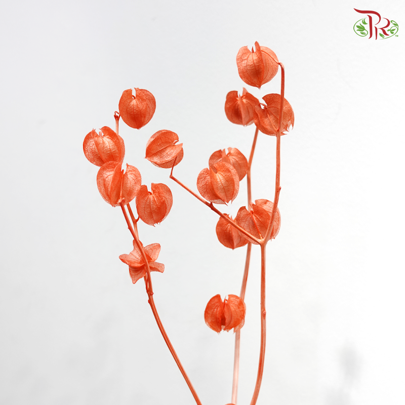 Dried Physalis - Orange (Per Bunch)