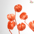 Dried Physalis - Orange (Per Bunch)