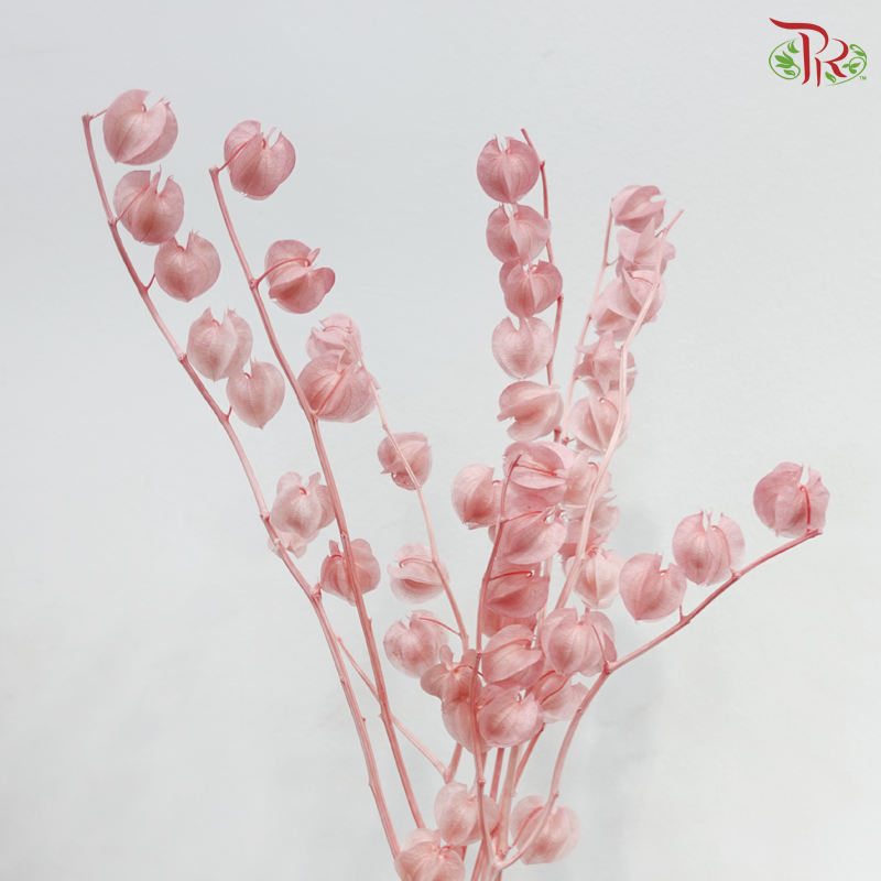 Dried Physalis - Pink (Per Bunch)