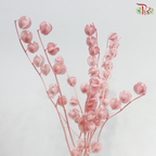 Dried Physalis - Pink (Per Bunch)