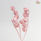 Dried Physalis - Pink (Per Bunch)