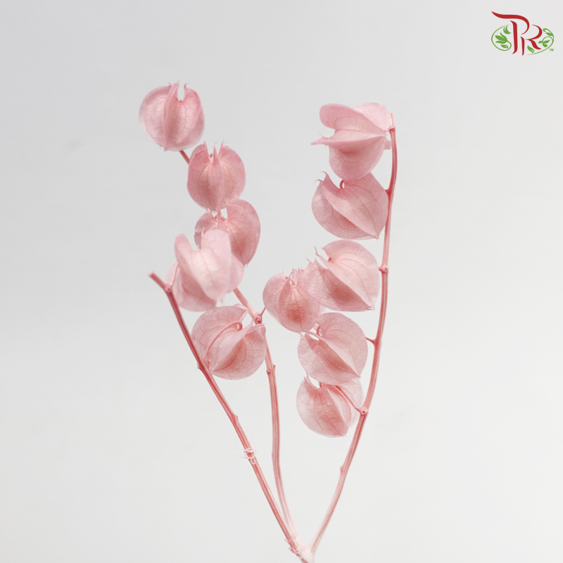 Dried Physalis - Pink (Per Bunch)