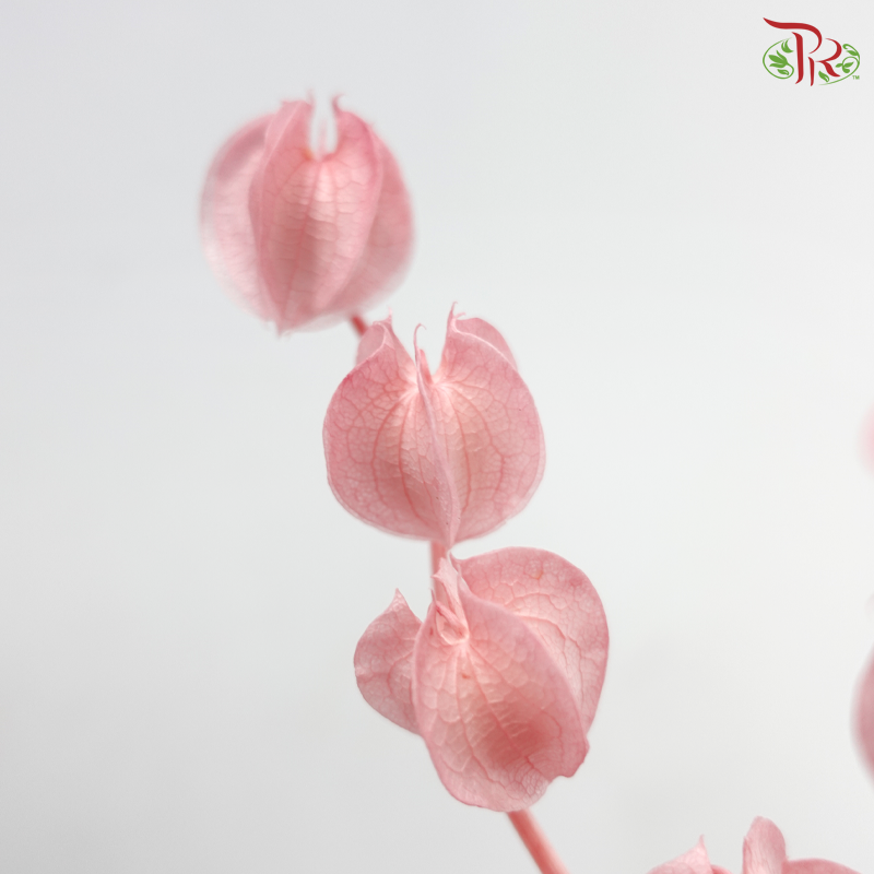 Dried Physalis - Pink (Per Bunch)