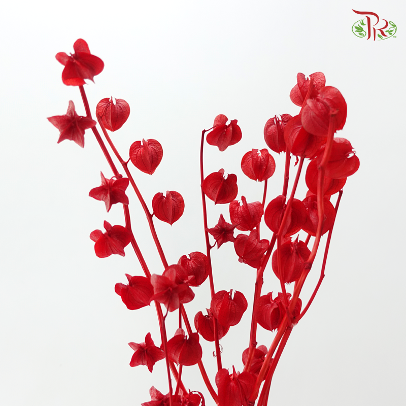 Dried Physalis - Red (Per Bunch)