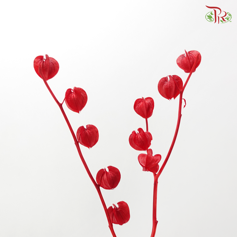 Dried Physalis - Red (Per Bunch)