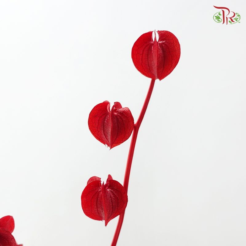 Dried Physalis - Red (Per Bunch)