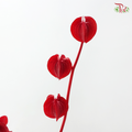 Dried Physalis - Red (Per Bunch)