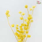 Dried Physalis - Yellow (Per Bunch)