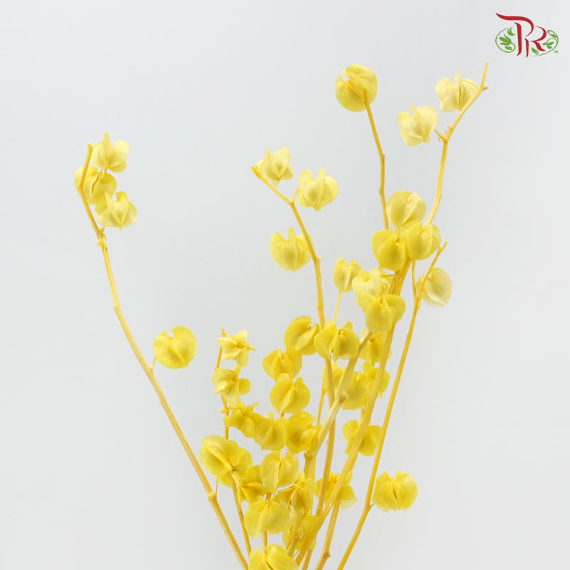 Dried Physalis - Yellow (Per Bunch)