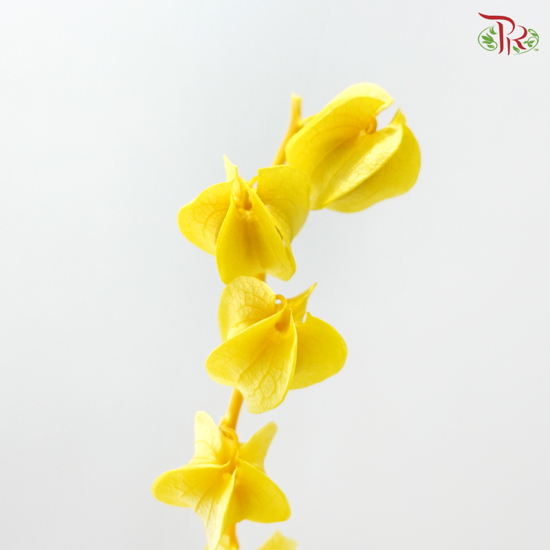 Dried Physalis - Yellow (Per Bunch)