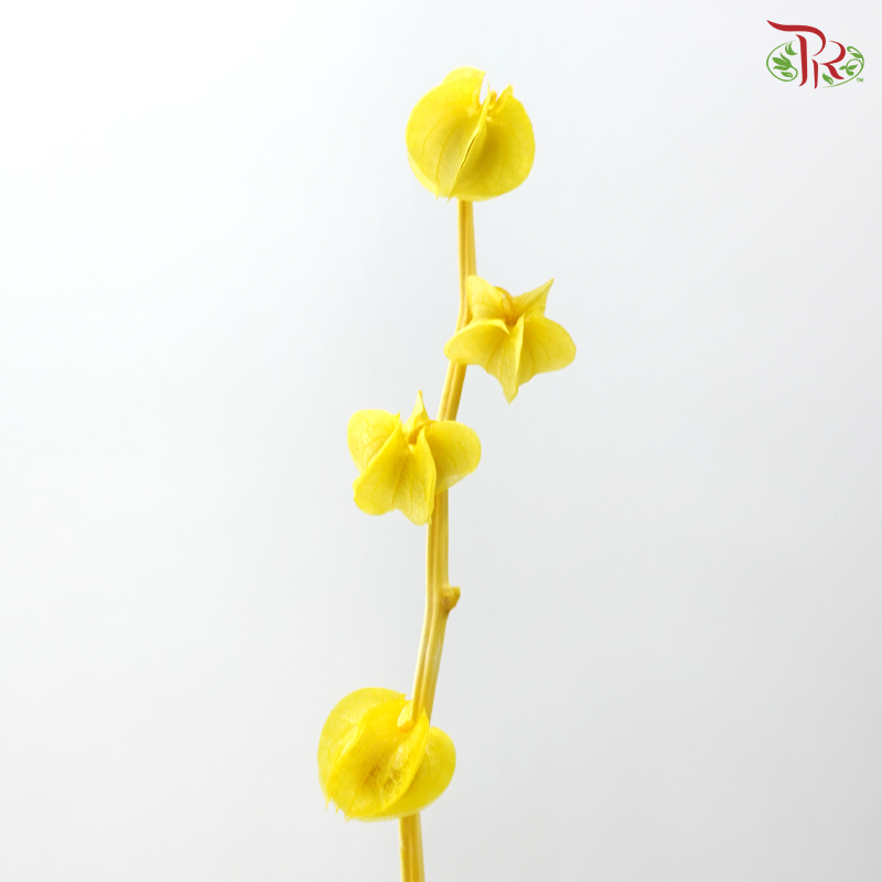 Dried Physalis - Yellow (Per Bunch)