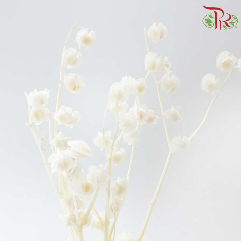 Dried Physalis -  White