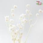 Dried Physalis -  White
