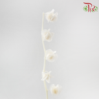 Dried Physalis -  White