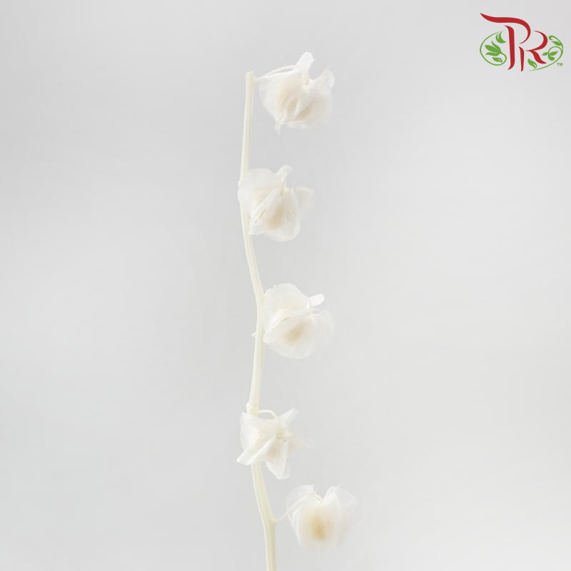 Dried Physalis -  White