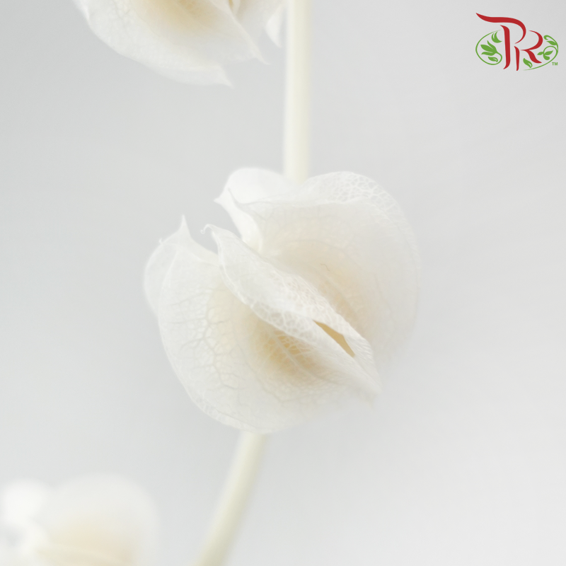 Dried Physalis -  White