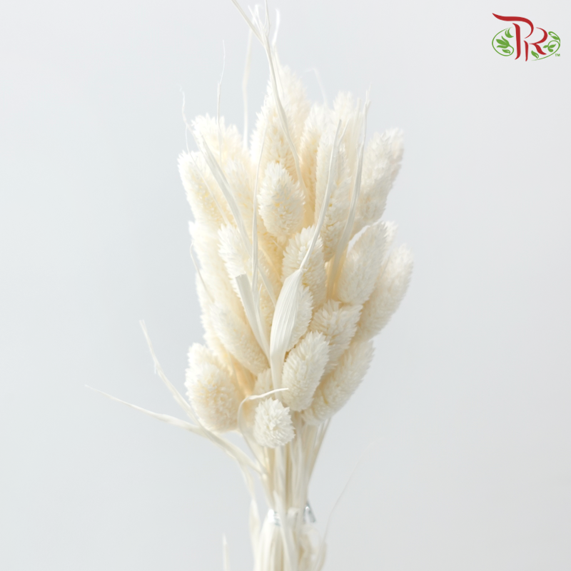 Dried Phalaris - Creamish Beige ( Per Bunch )
