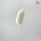 Dried Phalaris - Creamish Beige ( Per Bunch )