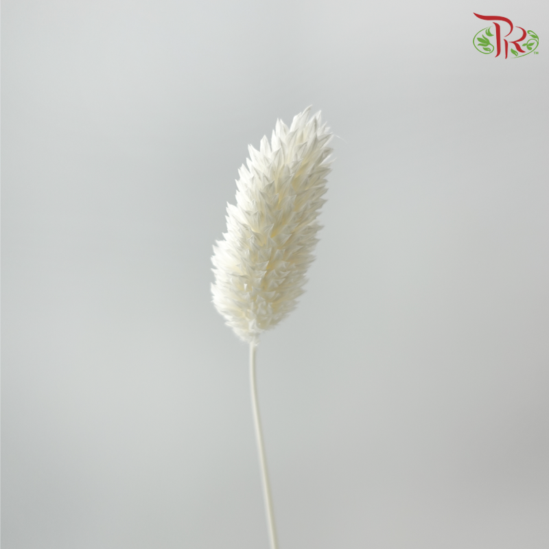 Dry Phalaris - Creamish Beige ( Per Bunch )