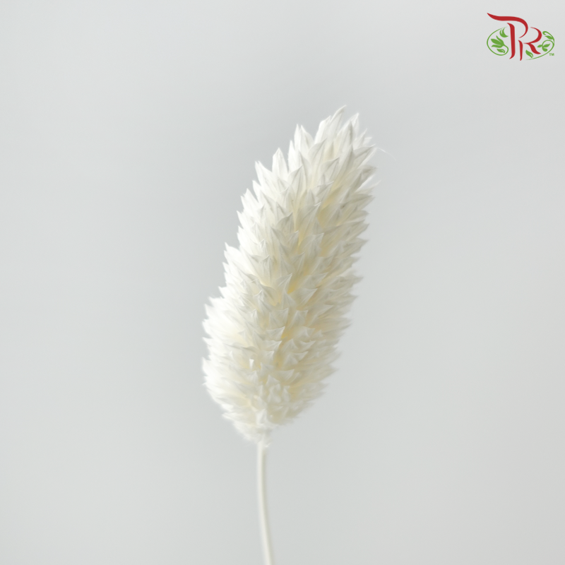 Dry Phalaris - Creamish Beige ( Per Bunch )