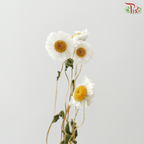 Dry Rubia (Per Bunch)