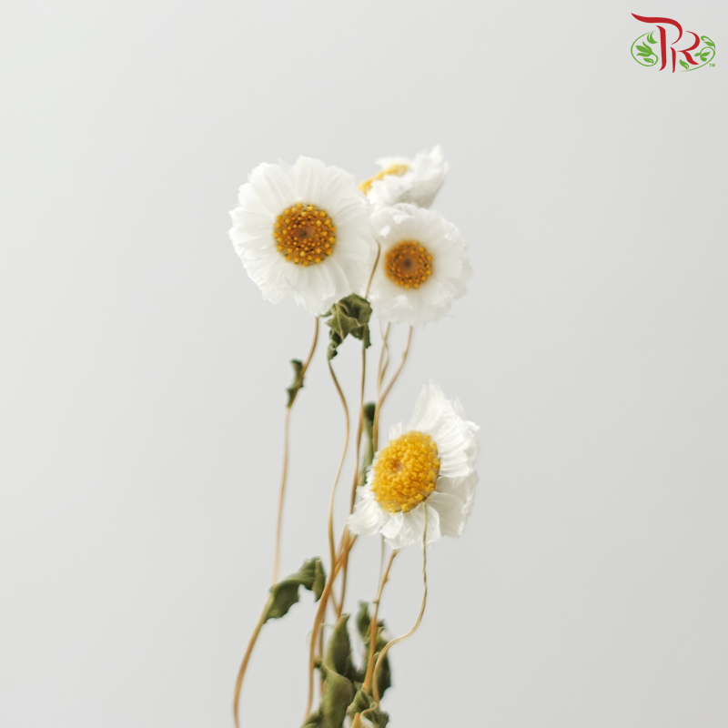 Dry Rubia (Per Bunch)