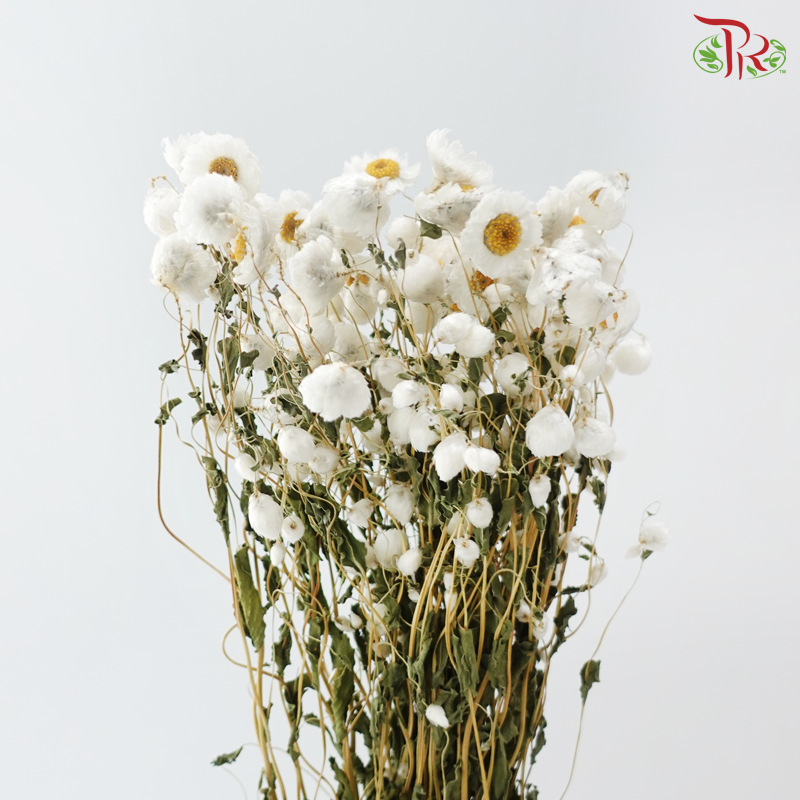 Dry Rubia (Per Bunch)