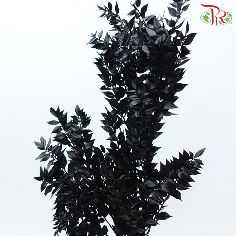 Dried Ruscus - Black (Per Bunch)
