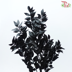Dried Ruscus - Black (Per Bunch)