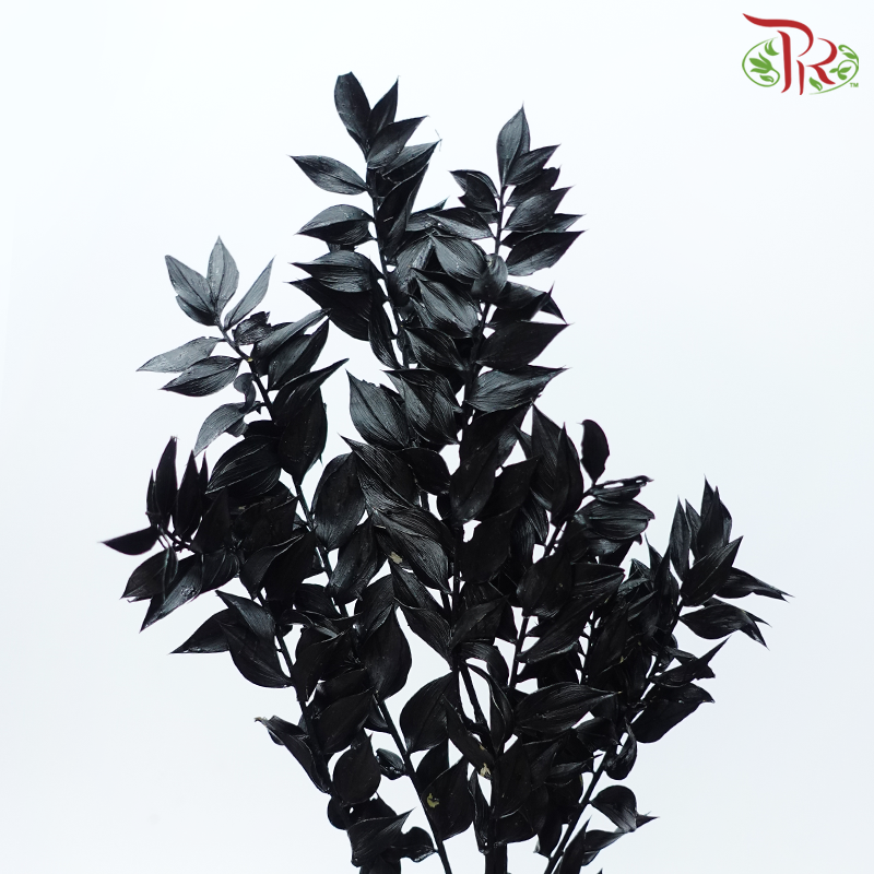Dried Ruscus - Black (Per Bunch)