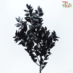 Dried Ruscus - Black (Per Bunch)