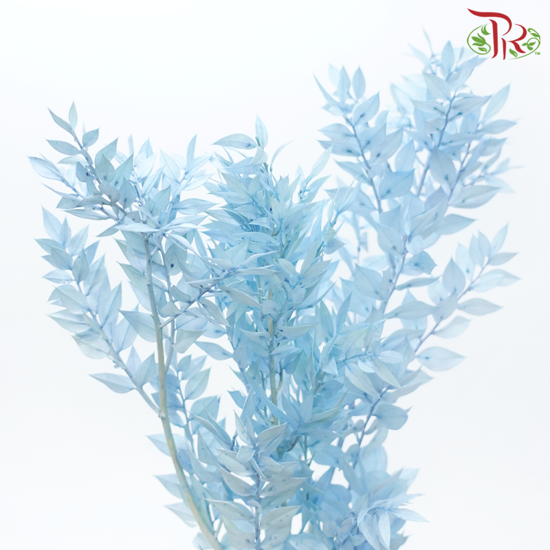 Dry Ruscus - Baby Blue (Per Bunch)