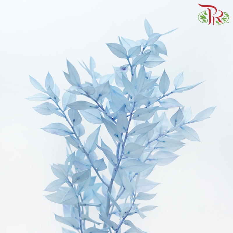 Dry Ruscus - Baby Blue (Per Bunch)