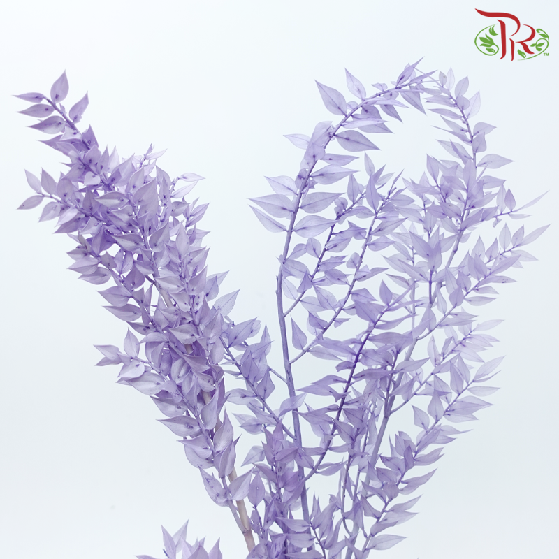 Dried Ruscus - Purple (Per Bunch)