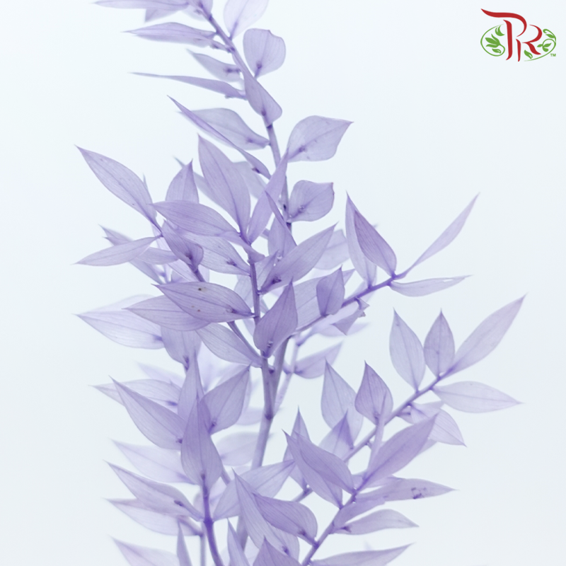 Dried Ruscus - Purple (Per Bunch)