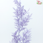 Dried Ruscus - Purple (Per Bunch)