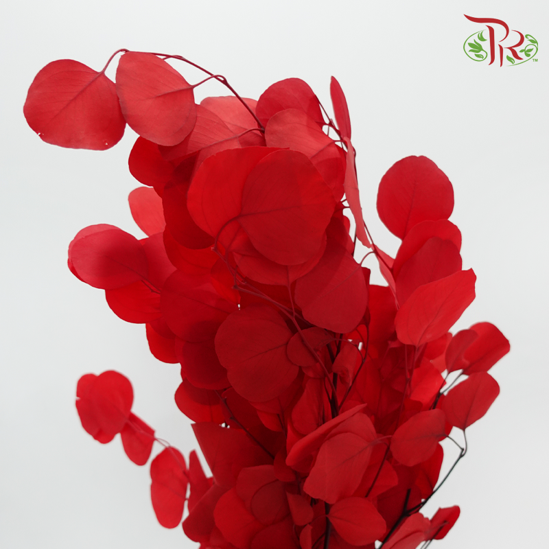 Dried Eucalyptus Silver Dollar Bleached - Red (Per Bunch)