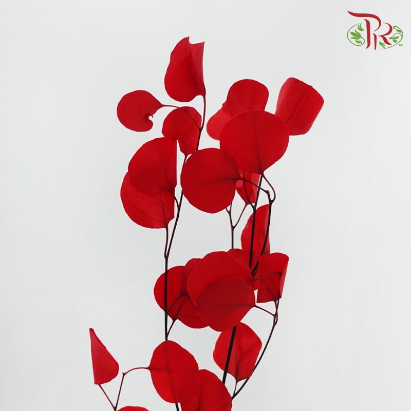 Dried Eucalyptus Silver Dollar Bleached - Red (Per Bunch)