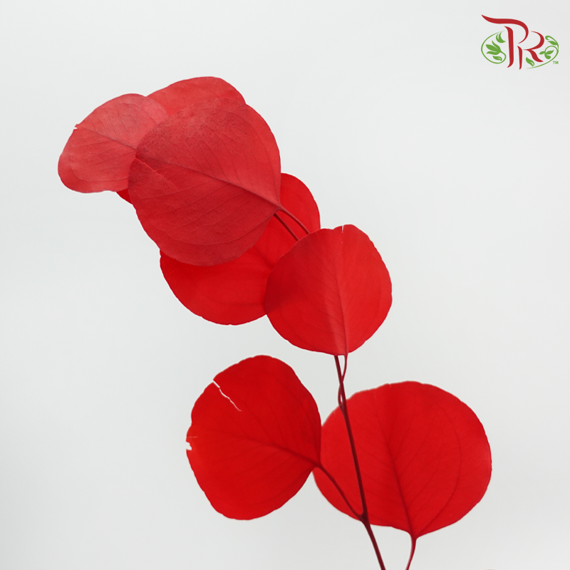 Dried Eucalyptus Silver Dollar Bleached - Red (Per Bunch)