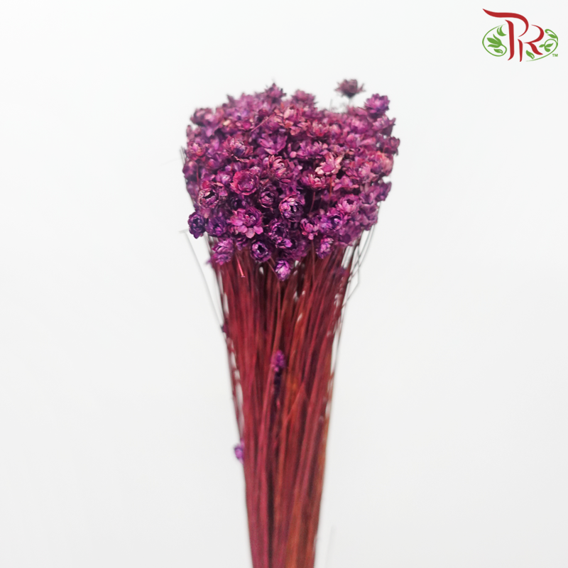 Dry Star Flower - Purple (Per Bunch)