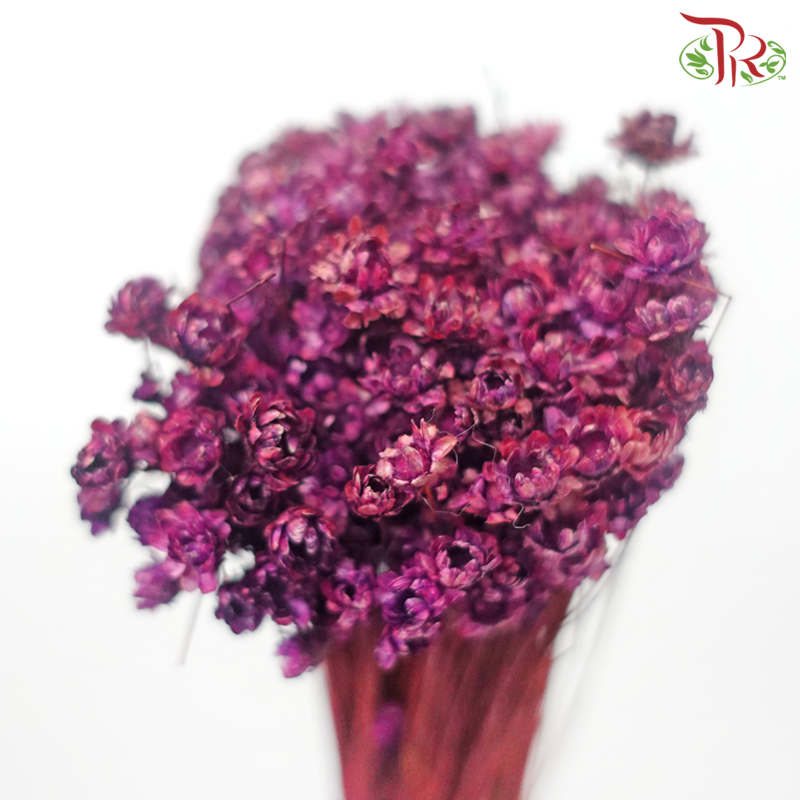 Dry Star Flower - Purple (Per Bunch)