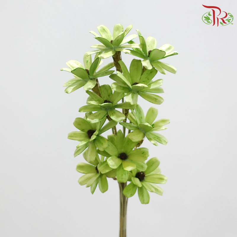 Dried Sunflower Seed Flower - Green (Per Bunch)