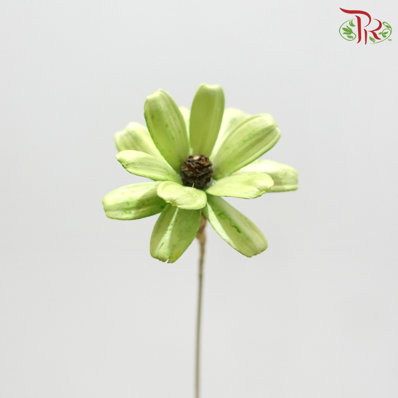 Dried Sunflower Seed Flower - Green (Per Bunch)