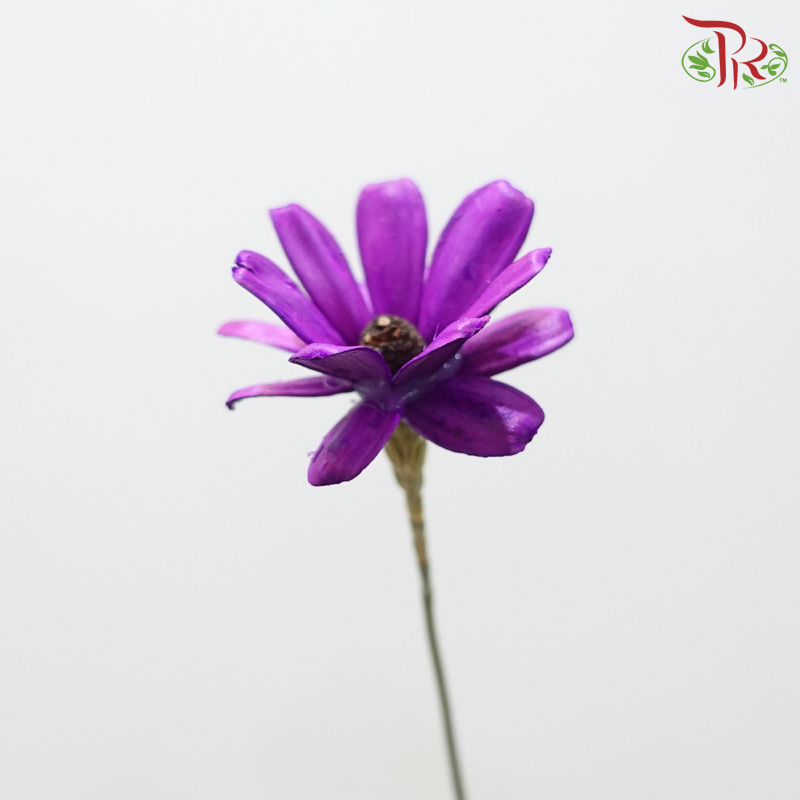 Dried Sunflower Seed Flower - Purple (Per Bunch)