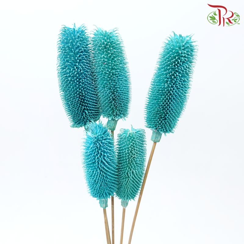 Dry Teasel - Turquoise (5 Stems)