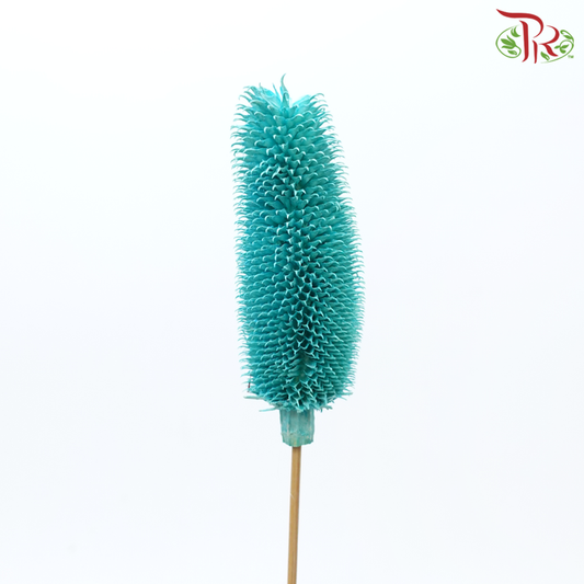 Dry Teasel - Turquoise (5 Stems)