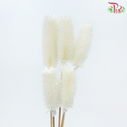 Dried Teasel / Dipsacus - White (5 Stems)